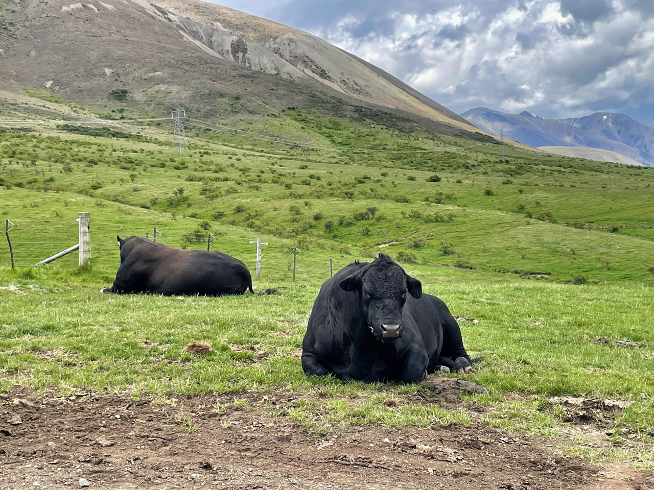 Molesworth Station Tour